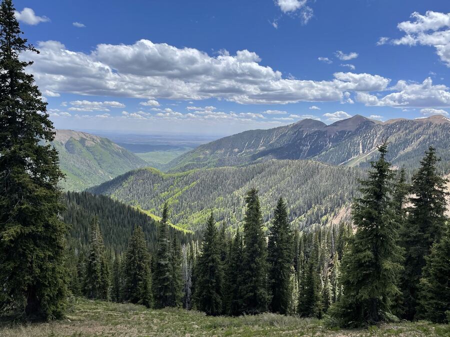 Conifers framing green ridges and a wide valley
