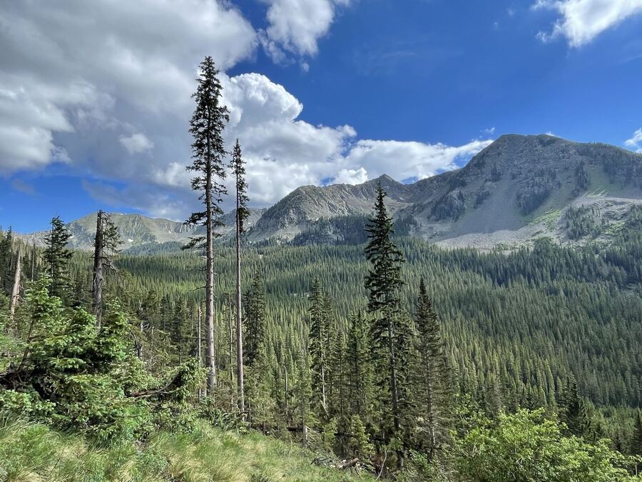 Tall spruce in front of a grey mountain under billowing clouds