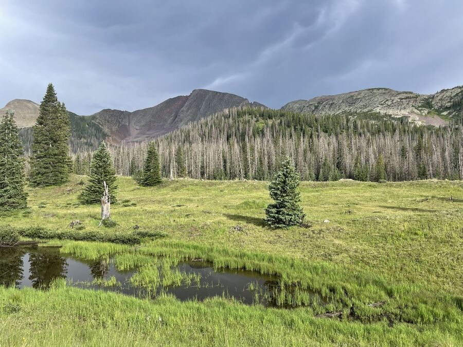 A green meadow with small spruce and a pond, dark peaks behind