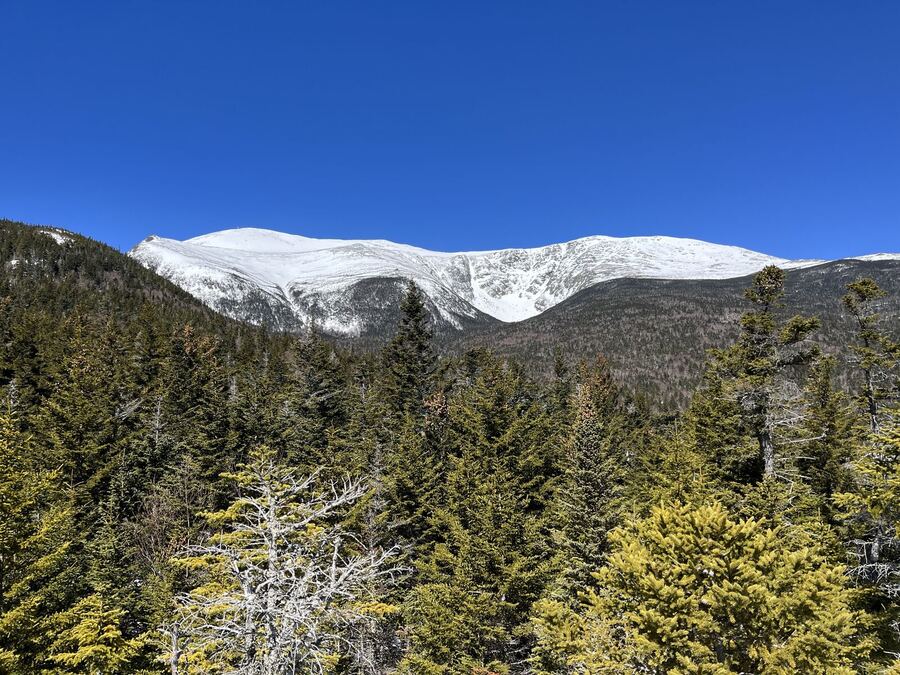 Snowy summits above a dense spruce forest