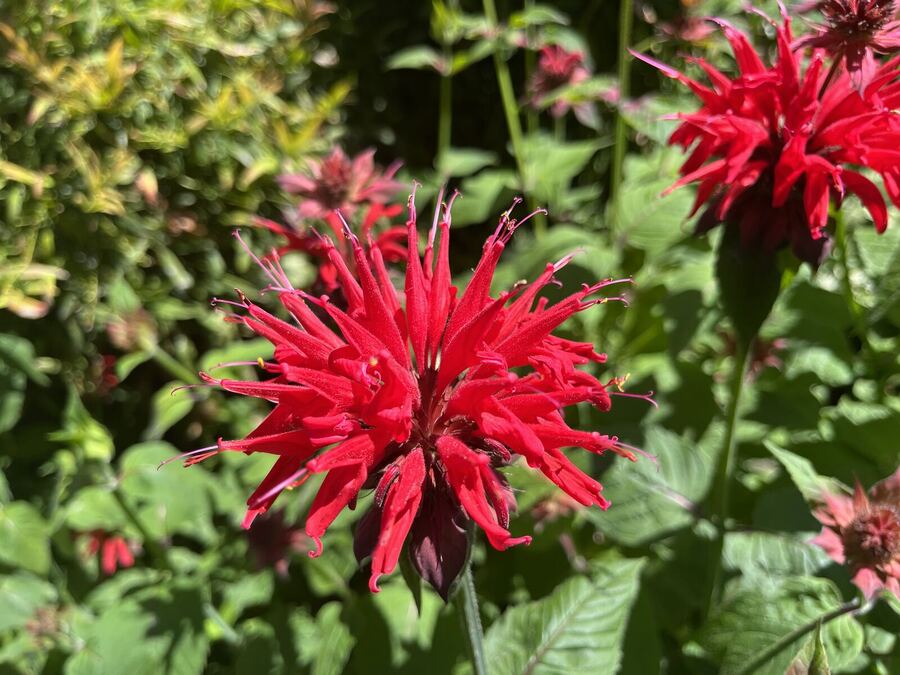 A red bee balm flower in a garden