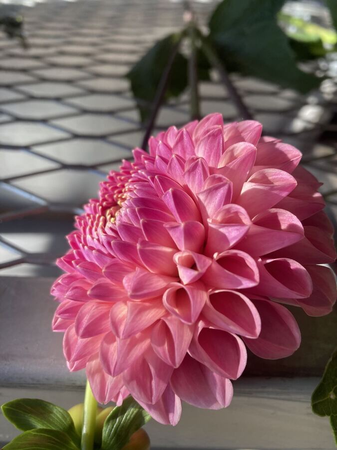A pink dahlia in full bloom