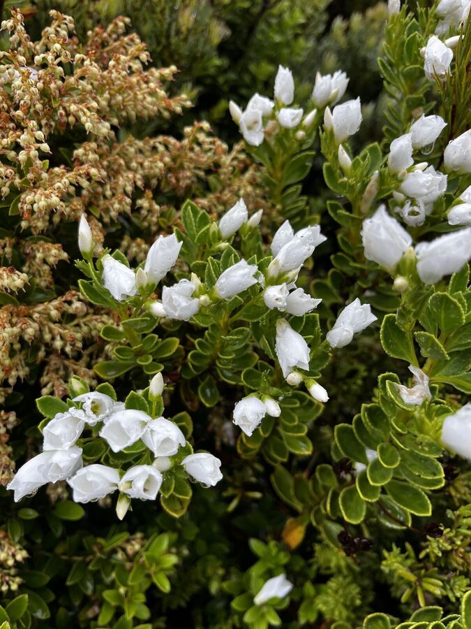 White flowers on a green shrub