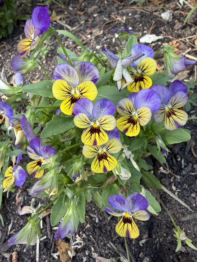 Purple and yellow pansies